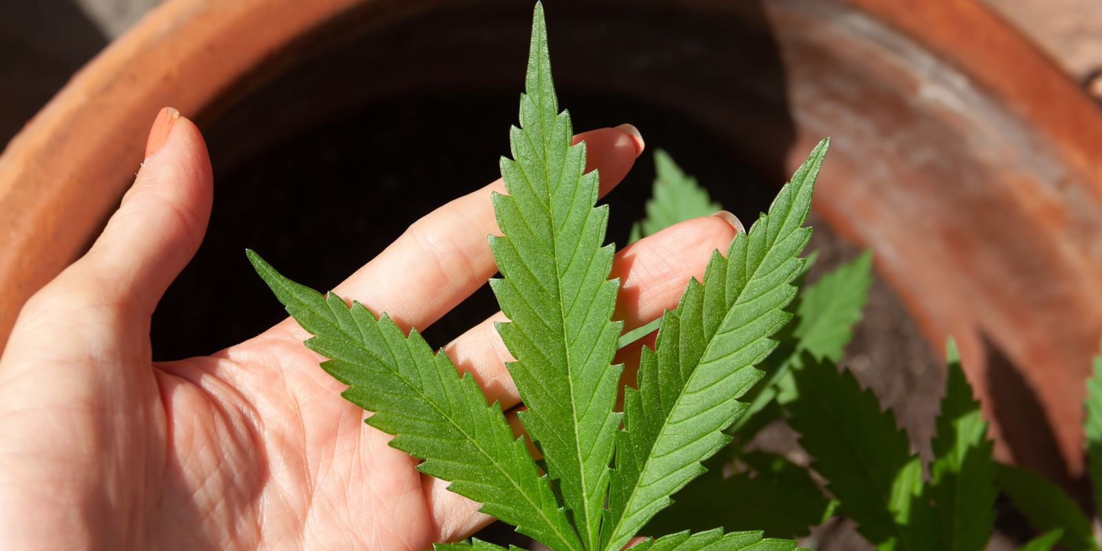 Crédito: agenciabrasil.ebc.com.br