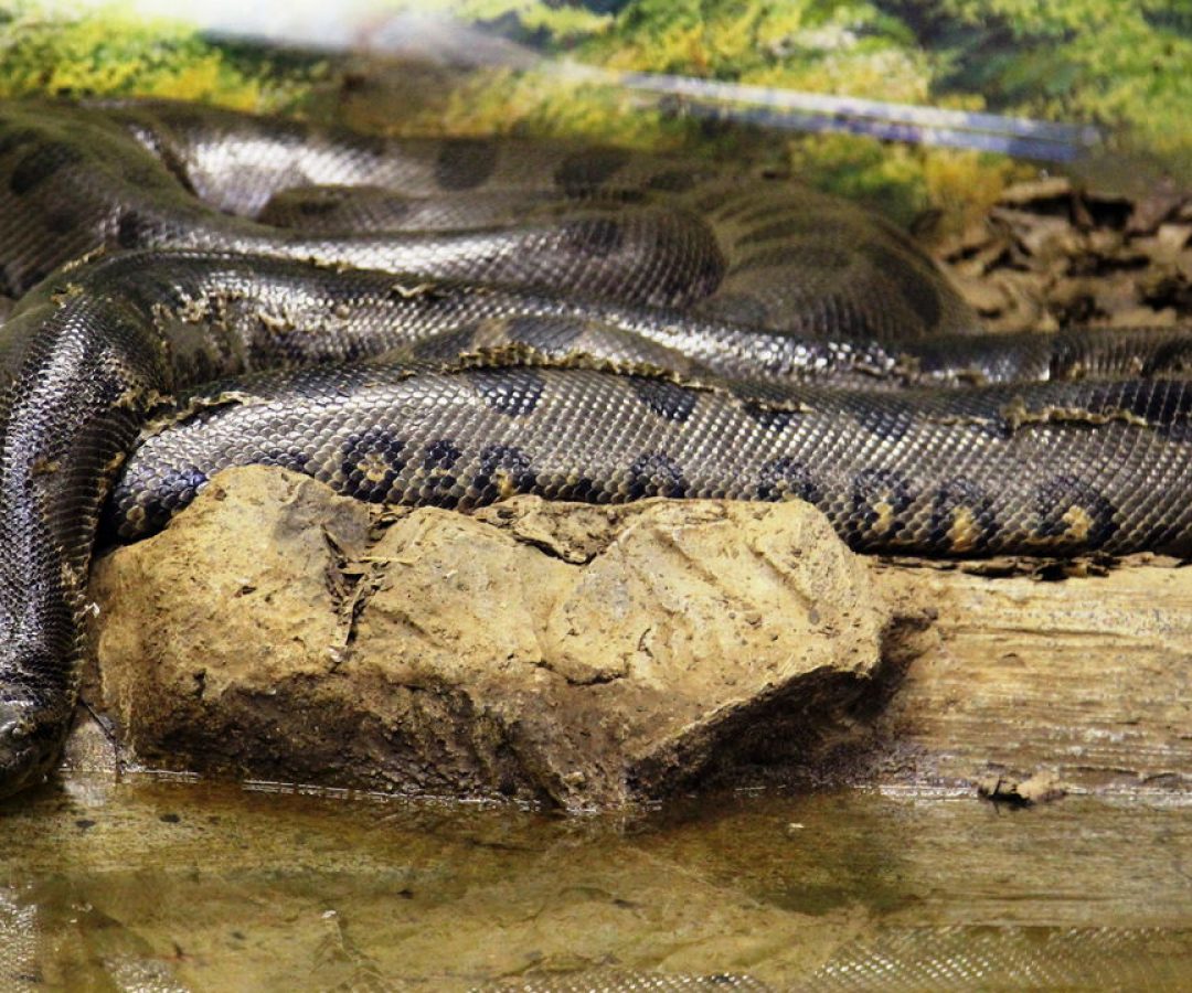 Crédito: oantagonista.com.br