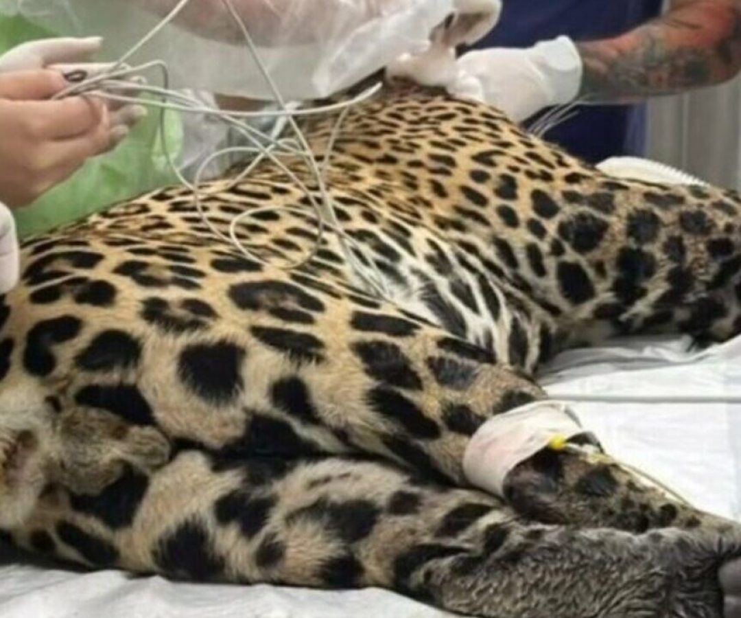 Crédito: oantagonista.com.br