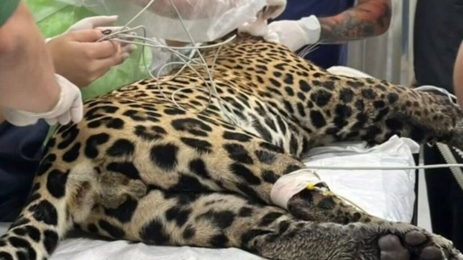 Crédito: oantagonista.com.br