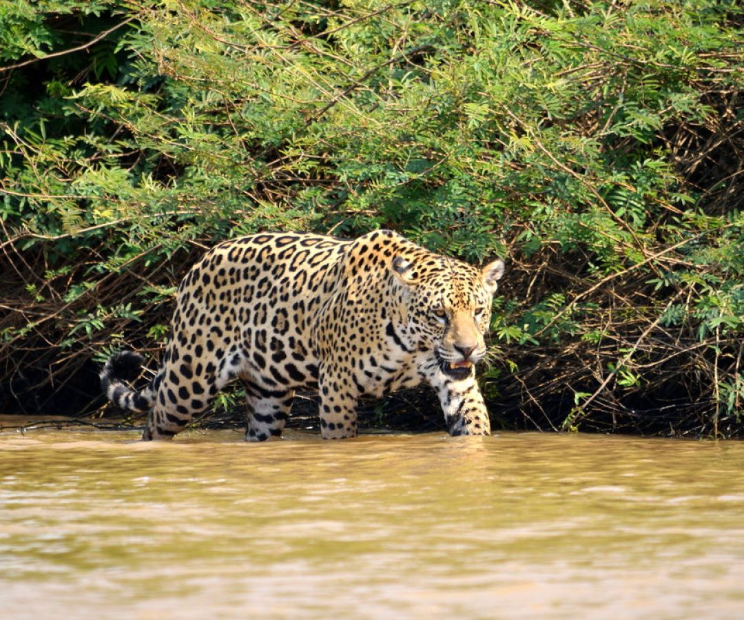 Crédito: oantagonista.com.br