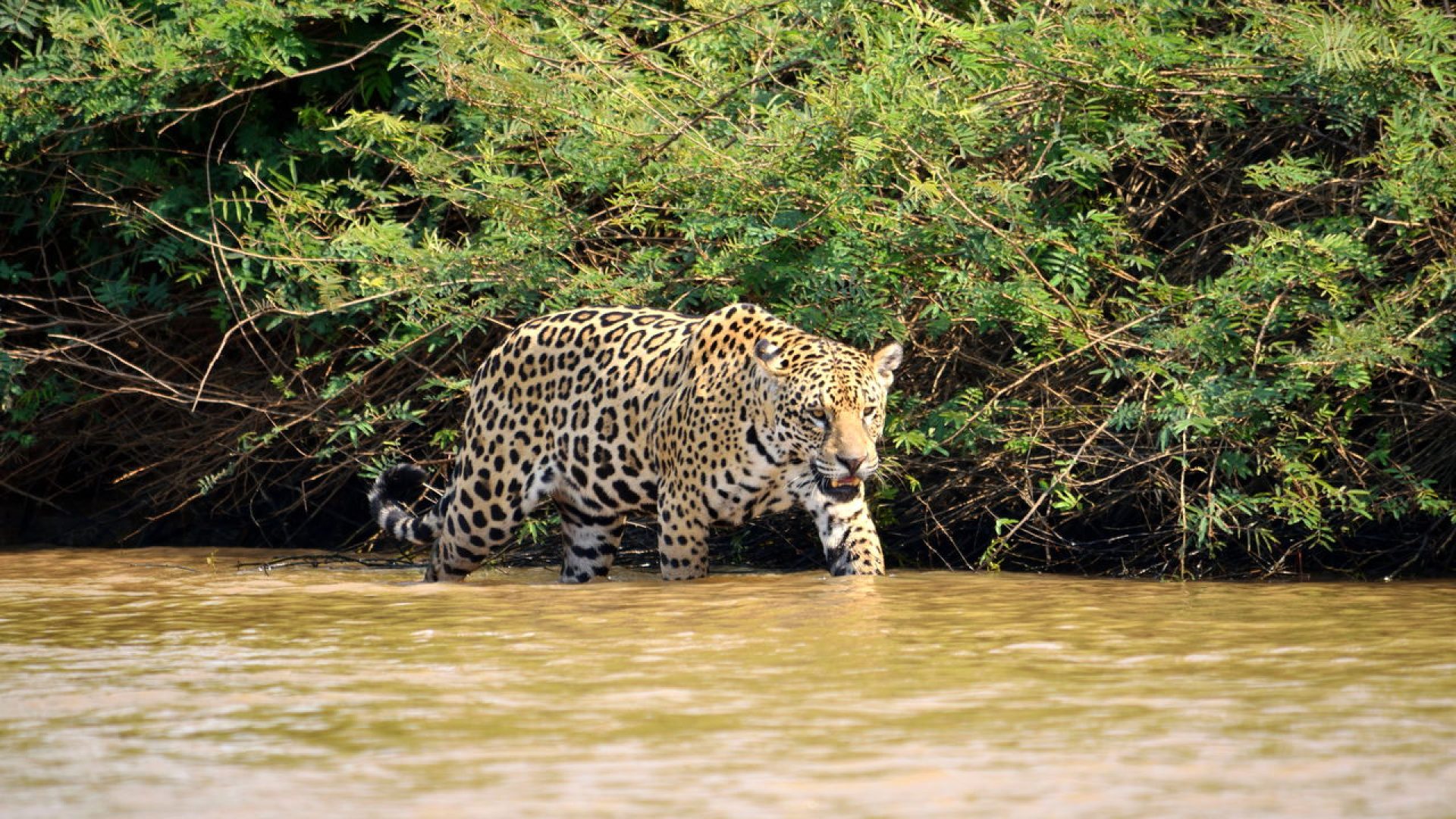 Crédito: oantagonista.com.br